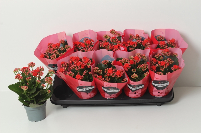 <h4>KAL GE PERFECTA RED stock</h4>