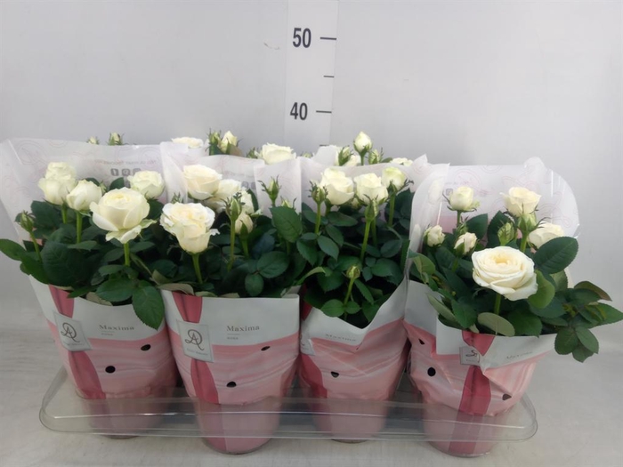 <h4>Rosa  'Amorosa Infinity White'</h4>