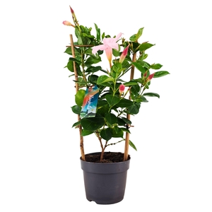 Dipladenia Sundaville Rek WHITE Mix 13 cm (PT)