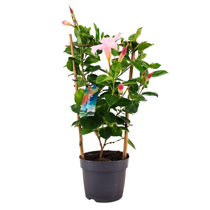 <h4>Dipladenia Sundaville Rek WHITE Mix 13 cm (PT)</h4>