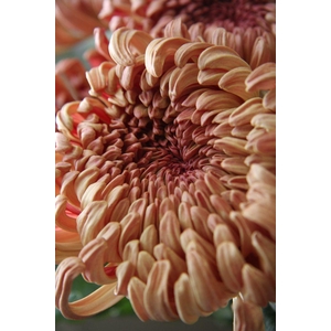 CHR GR COCOA Ekvadoras