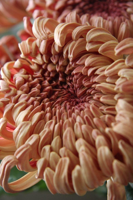 <h4>CHR GR COCOA Ekvadoras</h4>