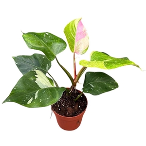 Philodendron Fresh Aurea Tricolor