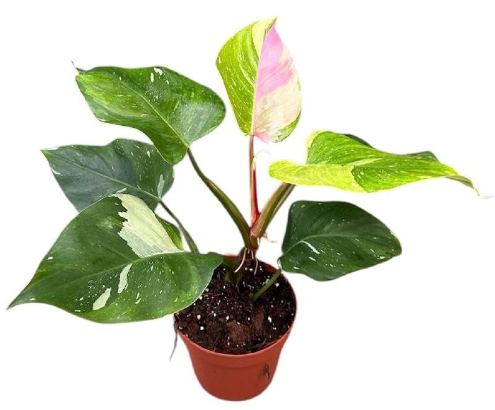 <h4>Philodendron Fresh Aurea Tricolor</h4>