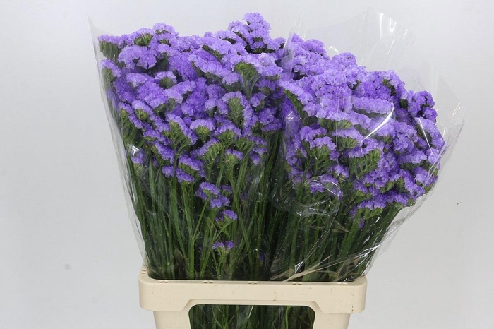 <h4>LIM S CRYST LILAC</h4>