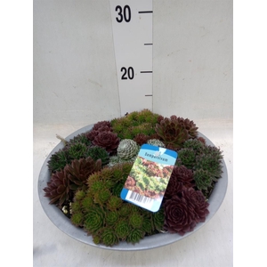 Sempervivum   ...