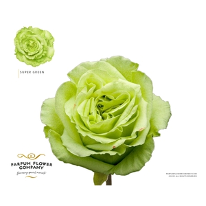 Rosa Premium Supergreen