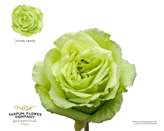 <h4>Rosa Premium Supergreen</h4>