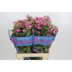Oxypetalum Bridal Diana