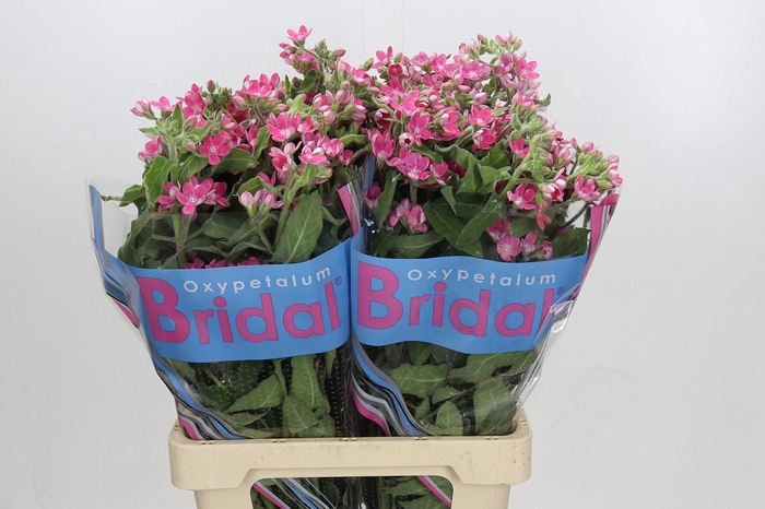 Oxypetalum Bridal Diana