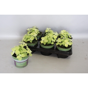 Helichrysum petiolare Gold