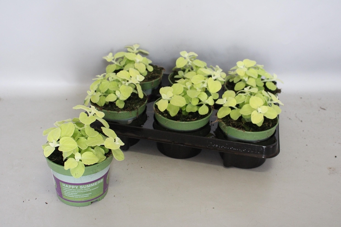 <h4>Helichrysum petiolare Gold</h4>