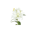 LIRIO ROSELILY AISHA 070 CM DOBRADO HT MIN 2 FLS BRANCO