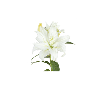 LIRIO ROSELILY AISHA 060 CM DOBRADO HT MIN 2 FLS BRANCO
