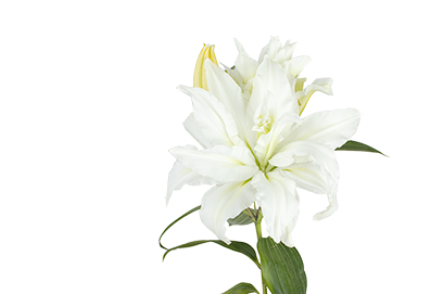 <h4>LIRIO ROSELILY AISHA 060 CM DOBRADO HT MIN 2 FLS BRANCO</h4>