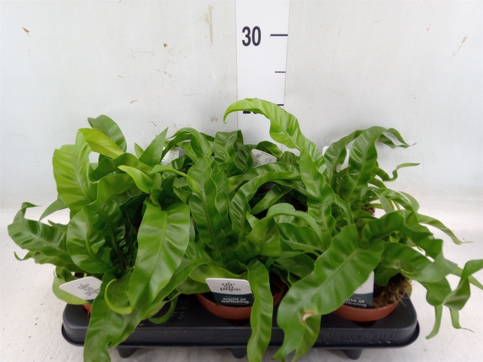 <h4>Asplenium antiquum 'Hurricane'</h4>