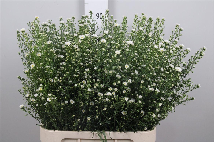 <h4>Ast U Paquita</h4>