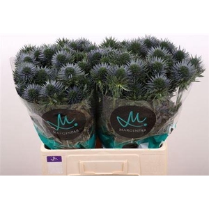 Eryngium Scorpiu Questar 60cm X20