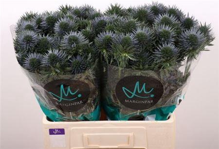 <h4>Eryngium Scorpiu Questar 60cm X20</h4>