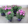 DIANTHUS CA PEMAN
