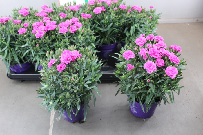 DIANTHUS CA PEMAN