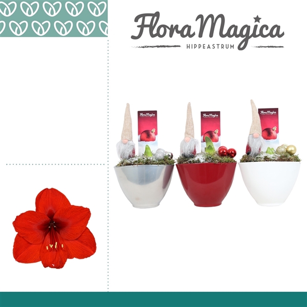 <h4>Amaryllis Rood 2 Knop Faja KERST</h4>