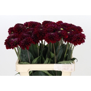 Dahlia Black Fox