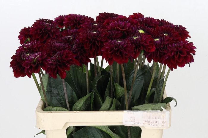 <h4>Dahlia Black Fox</h4>