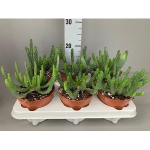 Euphorbia Inermis