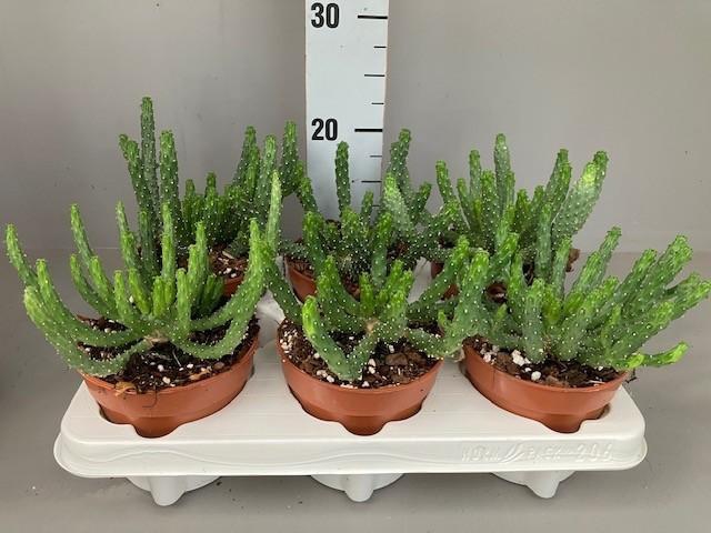 <h4>Euphorbia Inermis</h4>