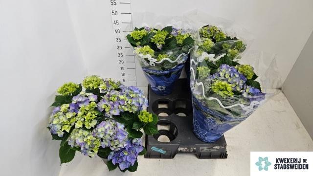 <h4>HYDR M EARLY BLUE</h4>