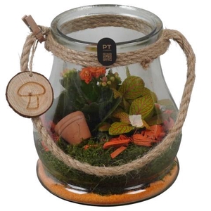 PTHG8293 Arrangementen kamerplanten