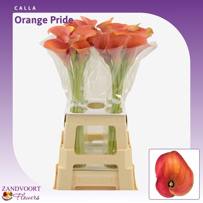<h4>Calla Orange Pride</h4>