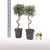 Olea Europaea