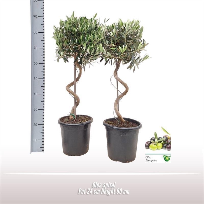 Olea Europaea