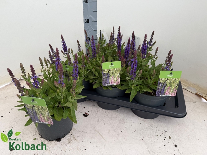 <h4>SALVIA NEMOROSA</h4>