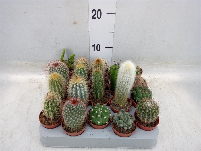 <h4>Cactus   ...mix</h4>