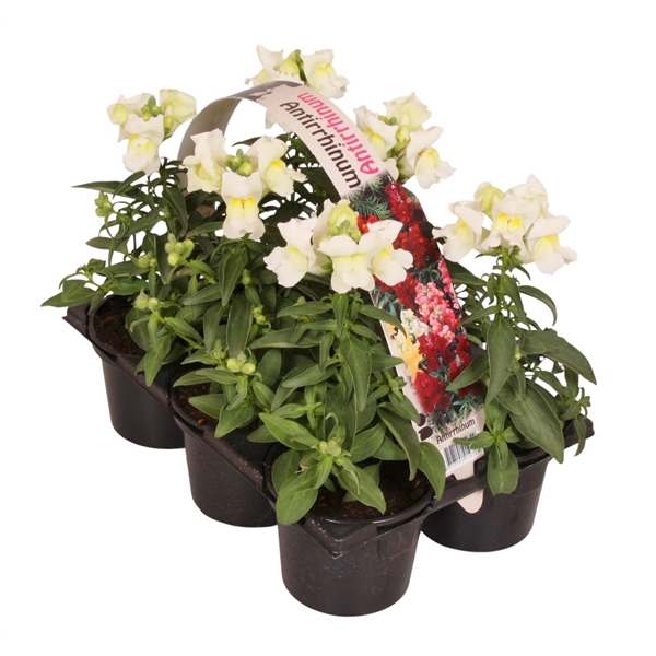 <h4>Antirrhinum majus wit 6p</h4>