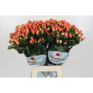 HYPERICUM MAGICAL ROYAL PRINCESS*