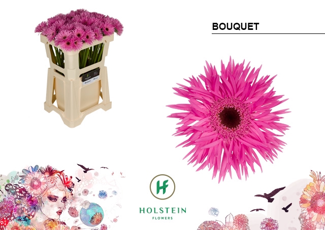 <h4>GE MS GERSP BOUQUET</h4>