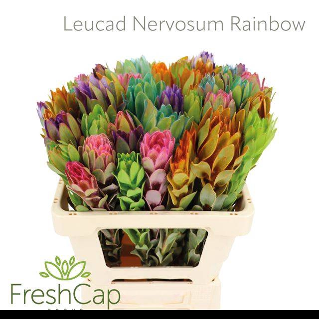 <h4>LEUCAD NERVOSUM</h4>