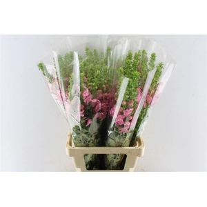 Antirrhinum Avignon Cherry Rose