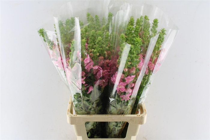 <h4>Antirrhinum Avignon Cherry Rose</h4>
