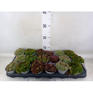 Sempervivum   ...mix