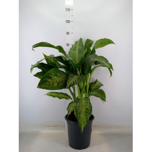 Aglaonema   ...