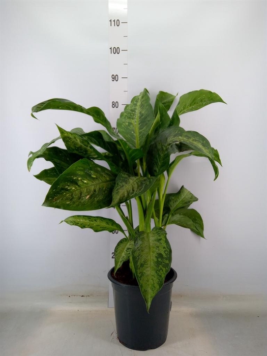<h4>Aglaonema   ...</h4>