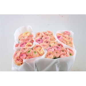 Ran Cloni Ex Touareg Pastel