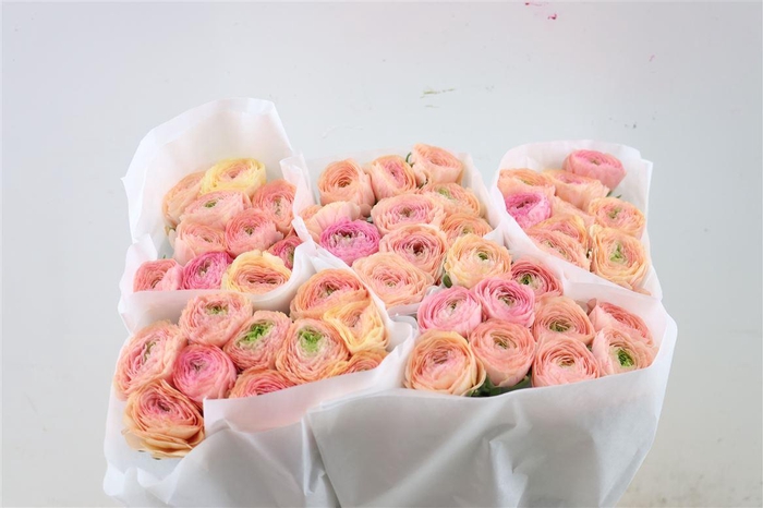 Ran Cloni Ex Touareg Pastel