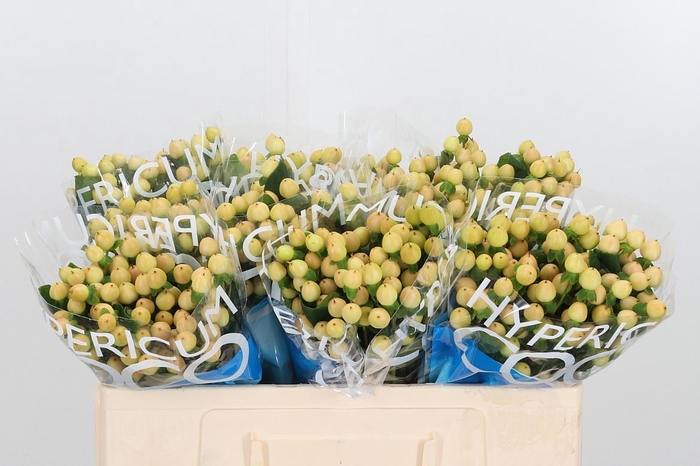 <h4>Hyp Coco Gelato</h4>