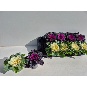 BRASSICA (SIERKOOL)
